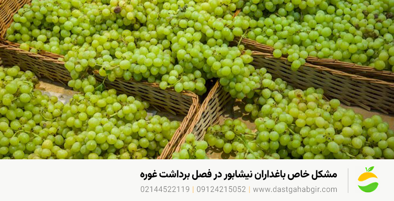 خرید دستگاه آبلیموگیری و آبغوره گیری در نیشابور با ارسال فوری مشکل خاص باغداران نیشابور در فصل برداشت غوره